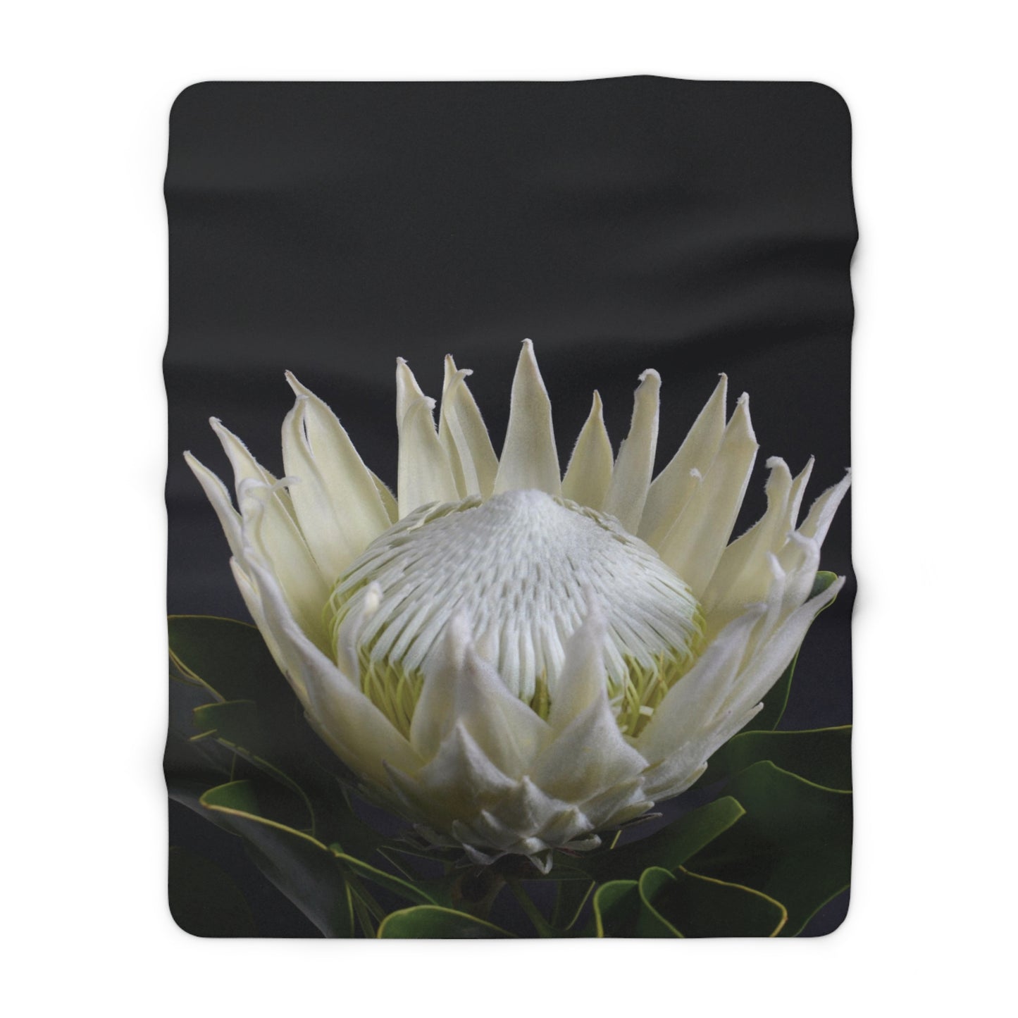FLORAL PROTEA Cozy Sherpa Fleece Blanket