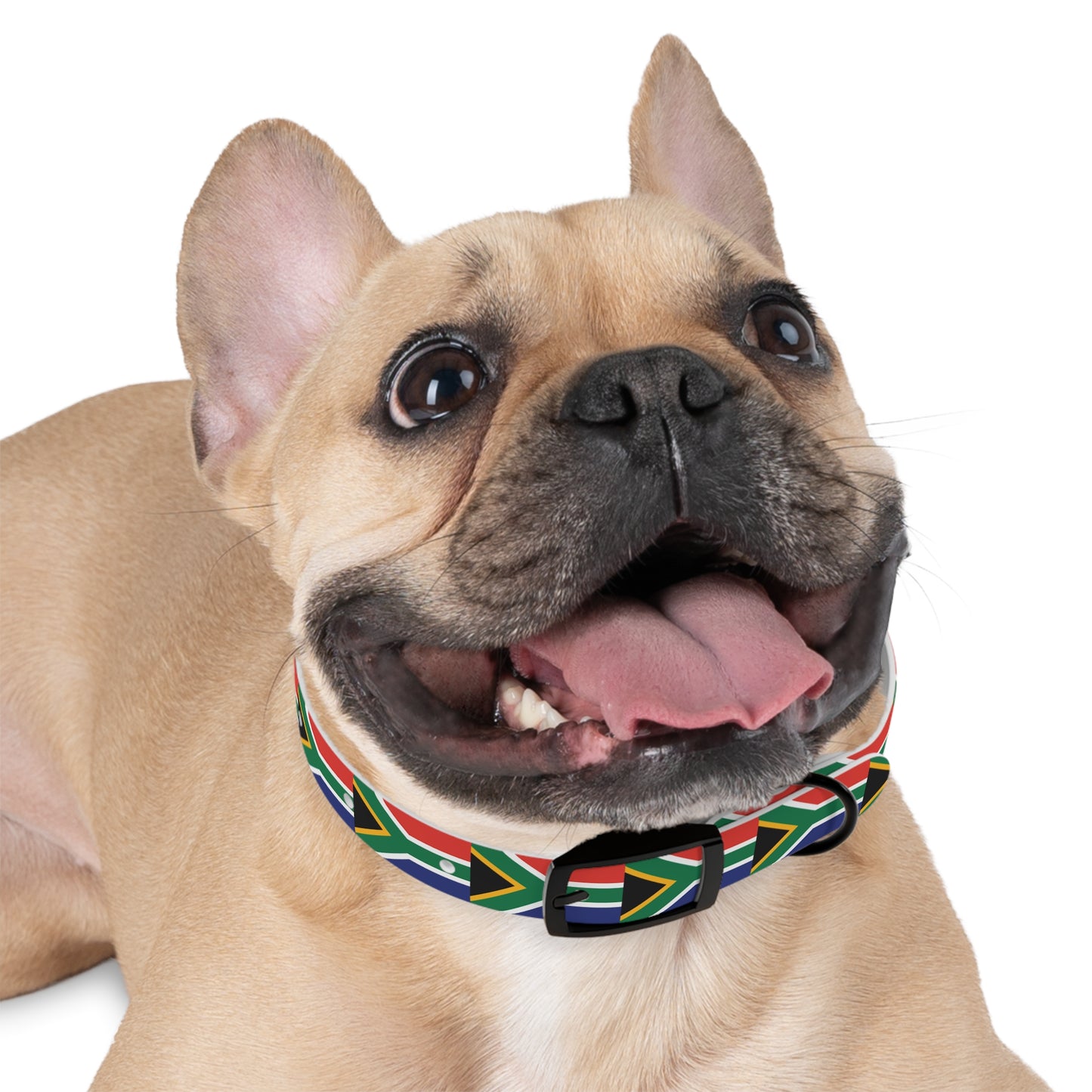 Dog Collar South African flag