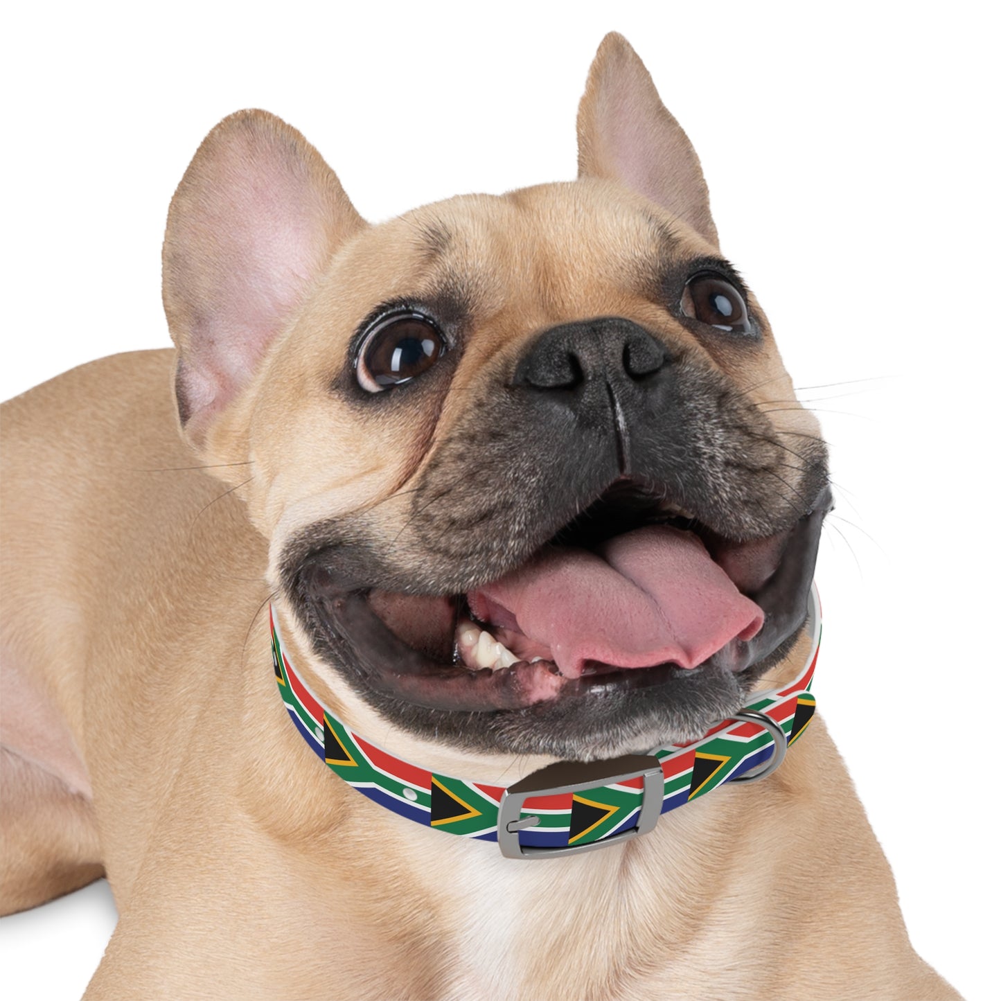 Dog Collar South African flag